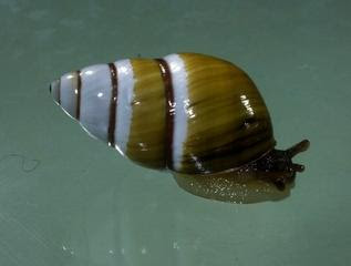 ISHARMANTO BIOLOGI GONZAGA MOLLUSCA