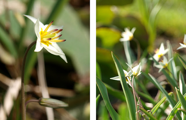 Tulipan turkestanica 