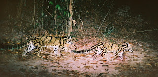 Clouded Leopard