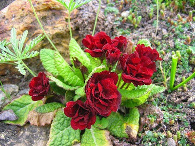 Primula 'Captain Blood' ,примула,комнатные цветы,домашние цветы,как подкормить примулу,Primula flowers,house plants,how to feed the primrose,Primel,Topfpflanzen,Blumen,wie düngen Primel,