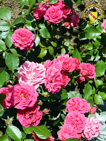 VILLERS-LES-NANCY (54) - La roseraie du Jardin botanique du Montet - Rose Elmshorn