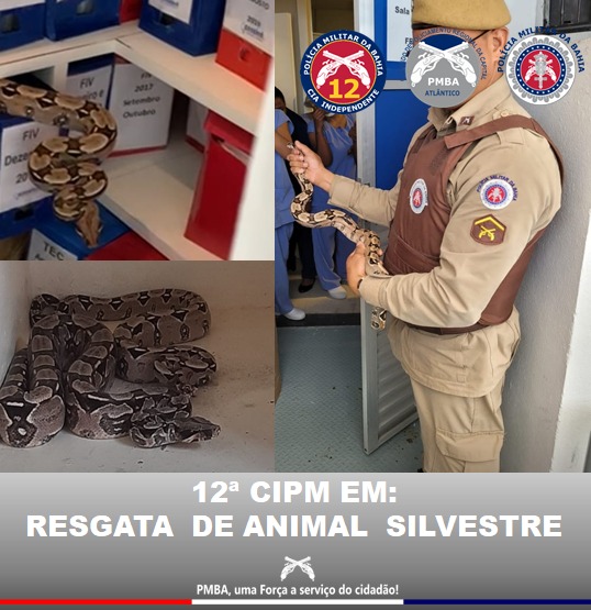 12ªCIPM captura e remove animal silvestre em clínica médica em Ondina