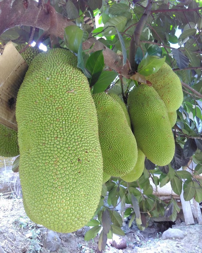 nangka thailand gresik