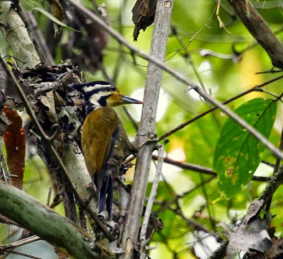 Olive backed Woodpecker