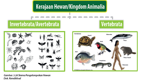  Perbedaan  Antara Hewan  Vertebrata  Dan  Avertebrata  Wongbejo