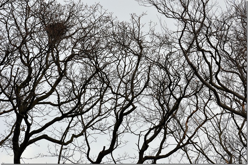 treetop hospitality
