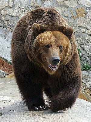 Foto beruang Cokelat