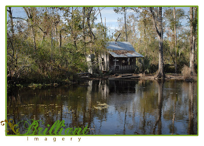  Orleans Wedding Photographers on Wedding Photographer  The Persistence Of Memory  New Orleans Swamps