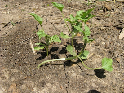 watermelon plant leaves. The 3 watermelon plants look a