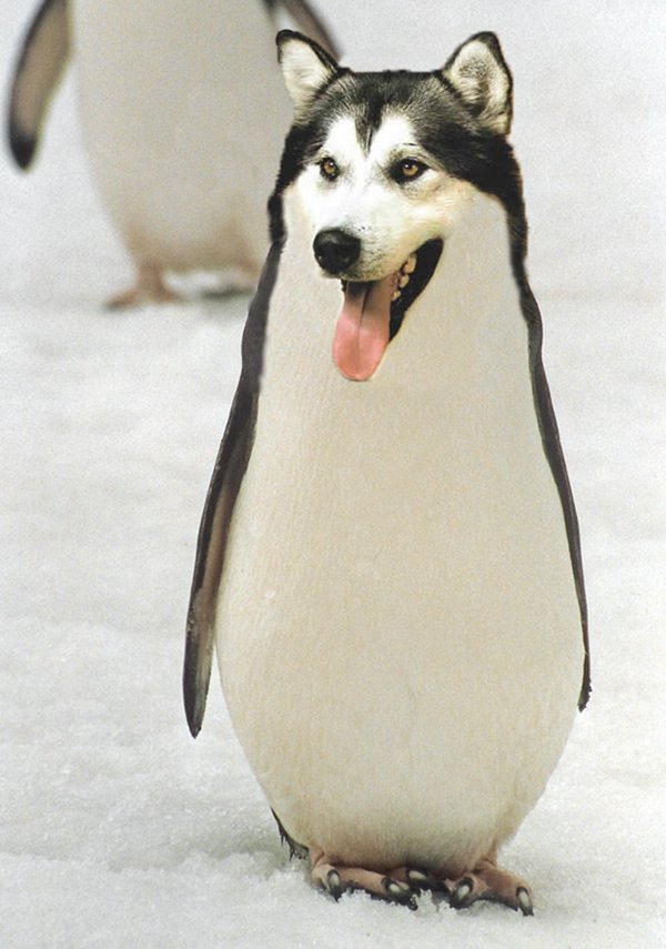 Malamute Penguin by hosmer23