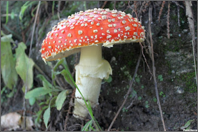 Amanita muscaria (2)