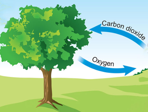 كيف تنتج الاشجار الاكسجين