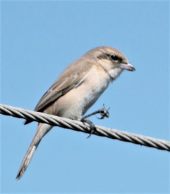 Isabelline Shrike