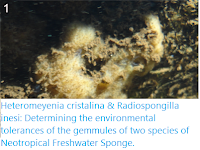 https://sciencythoughts.blogspot.com/2020/05/heteromeyenia-cristalina-radiospongilla.html