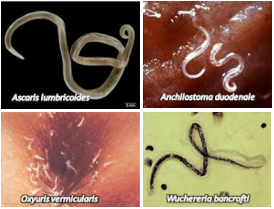 Nemathelminthes - Pendidikan Biologi