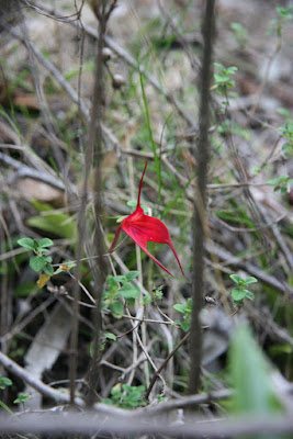 Masdevallia barlaeana care and culture