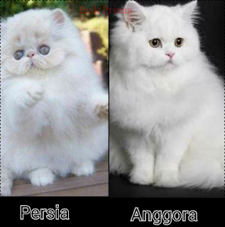 Kenali 4 Perbedaan Karakteristik Kucing Persia & Angora, Pengen Beli Kucing Persia? Kenali Ciri-cirinya Terlebih Dahulu, Kenali Perbedaan Kucing Anggora dan Kucing Persia