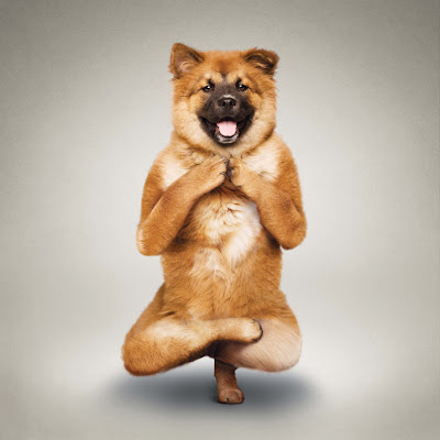 Hilarious Yoga Dogs Calendar Seen On lolpicturegallery.blogspot.com