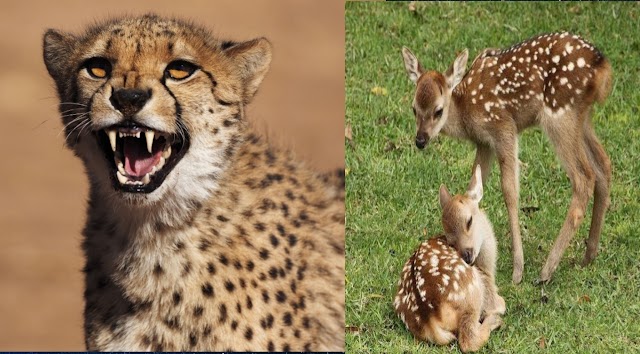 Cheetah in India: नामीबिया से लाए गए चीतों के लिए जंगल में छोड़े जायेंगे चार सौ से अधिक हिरण जानें क्यों उठ रहा है सवाल. 