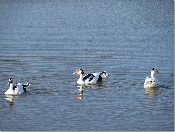 2018-3-8-ducks-in-lagoon_thumb3