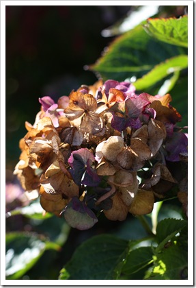 DPP_00017609