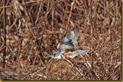 - Kingfisher flight ROT_1962 January 02, 2012 NIKON D3S - Kingfisher flight ROT_1962 January 02, 2012 NIKON D3S