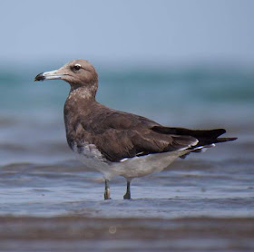 sooty gull (Larus hemprichii) juvenile wading