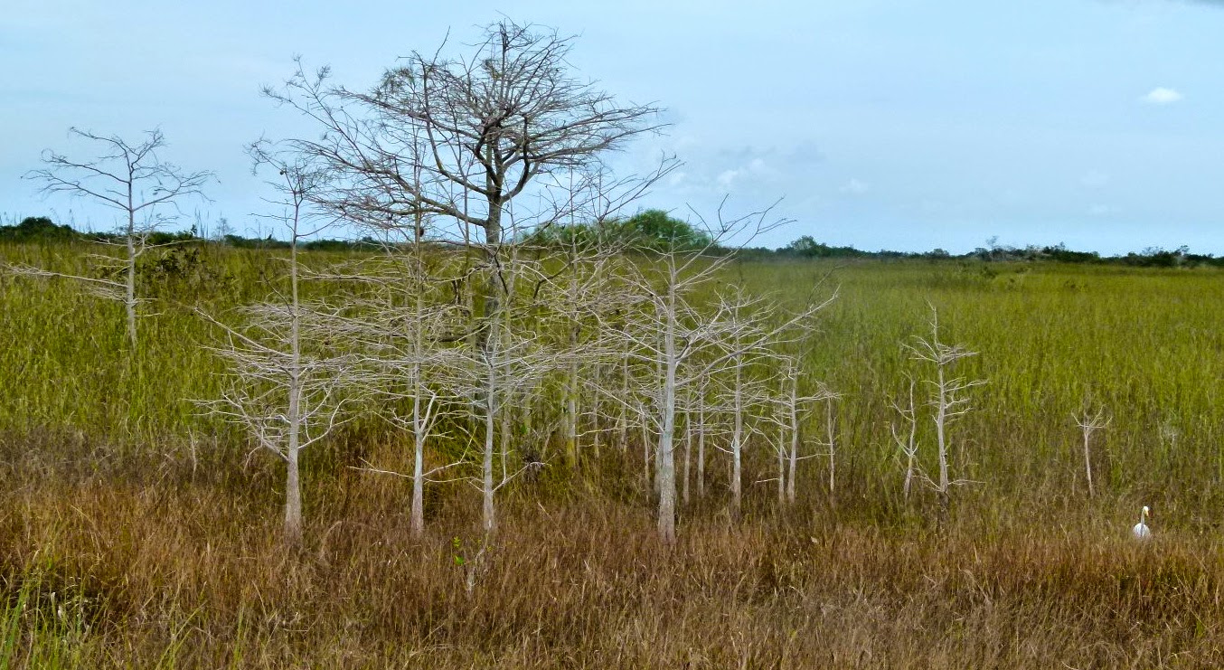 Shark Valley scenery in Everglades National Park