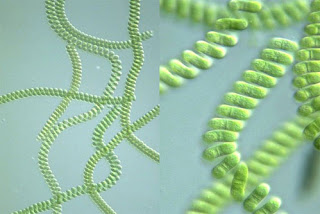 Ciri-Ciri dan Struktur Sel Alga hijau-Biru