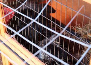 Sassy stretched out on the top level of her hutch