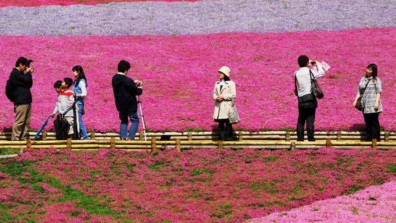 shibazakura-17 shibazakura-17