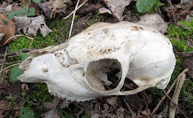 Skull of a Roe Deer, Capreolus capreolus, which I found in Vavasseur's Wood.  18 February 2012.