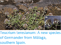 https://sciencythoughts.blogspot.com/2017/11/teucrium-teresianum-new-species-of.html