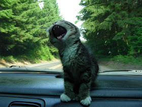 Funny cat pictures part 14, cat on dashboard