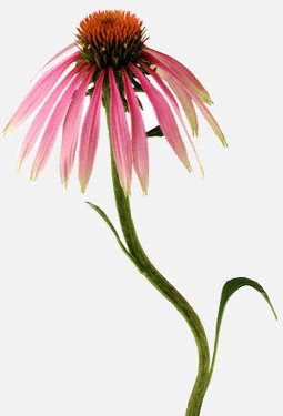 Cone Flower, or Echinacea