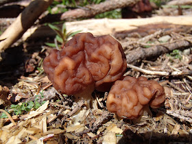  Piestrzenica kasztanowata Gyromitra esculenta