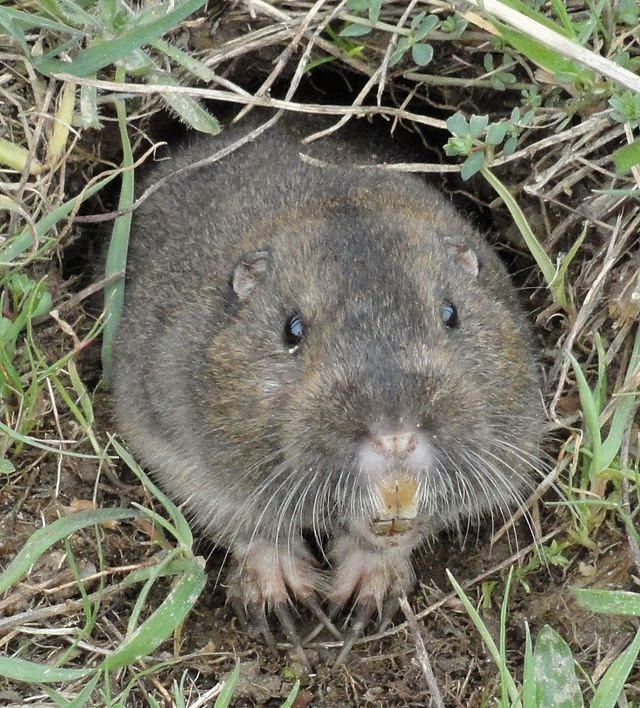 Practically at Home: A Z Garden Tips: Go Away, Gophers!  hardware cloth gopher control