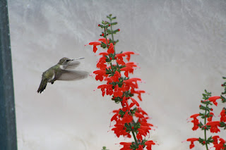 Hummingbird on Salvia Vivero Growers Nursery