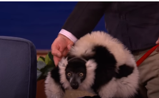 Surprised Lemur