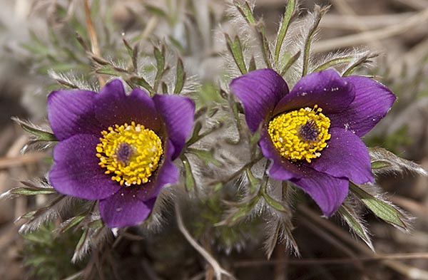 pasque flower (Anemone patens)