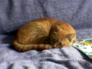 my cat sleeping