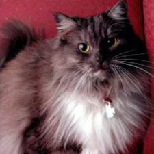 ragamuffin pets cat pussycat kitten breeds picture