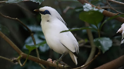 Klasifikasi, Ciri, Habitat & Populasi Jalak Bali. Burung ini memiliki ciri bulu halus berwarna putih di seluruh tubuhnya.