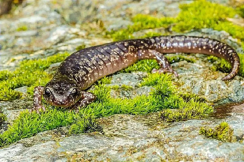 Las salamandra aneides vagrans o salamandra errante tiene la capacidad de planear cuando cae de un árbol