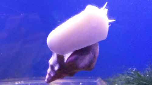 Kellet's Whelk - California Science Center