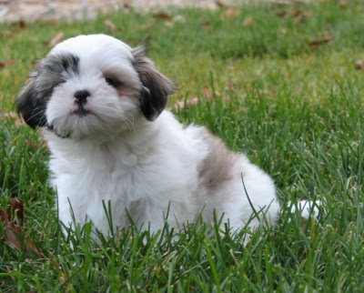 Shih Tzu Pictures and Wallpapers