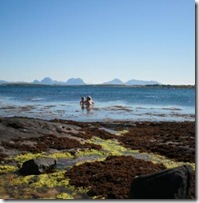Fjære