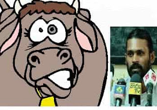 Police operations underway to arrest Kondaya on allegation of having abused cow! Saman Jayalath