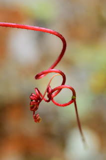 Red tendril spiral knot with bokeh background