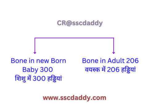 Bones in Adult
